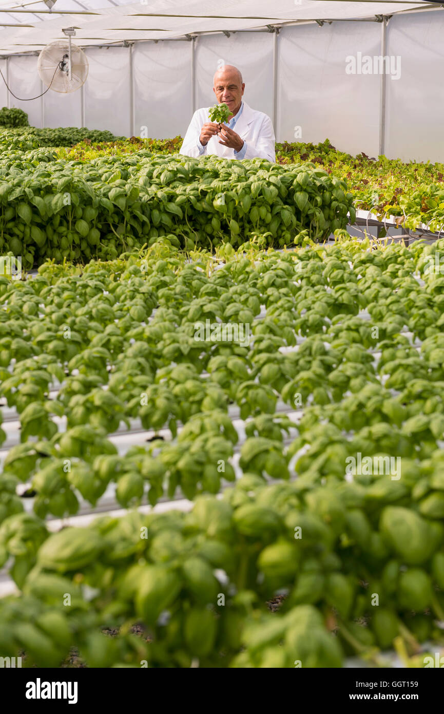 Mixed Race scientist examining green basil plant in greenhouse Banque D'Images