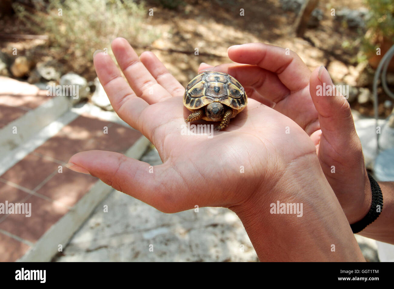 Tortue terrestre espagne Minorque Banque D'Images