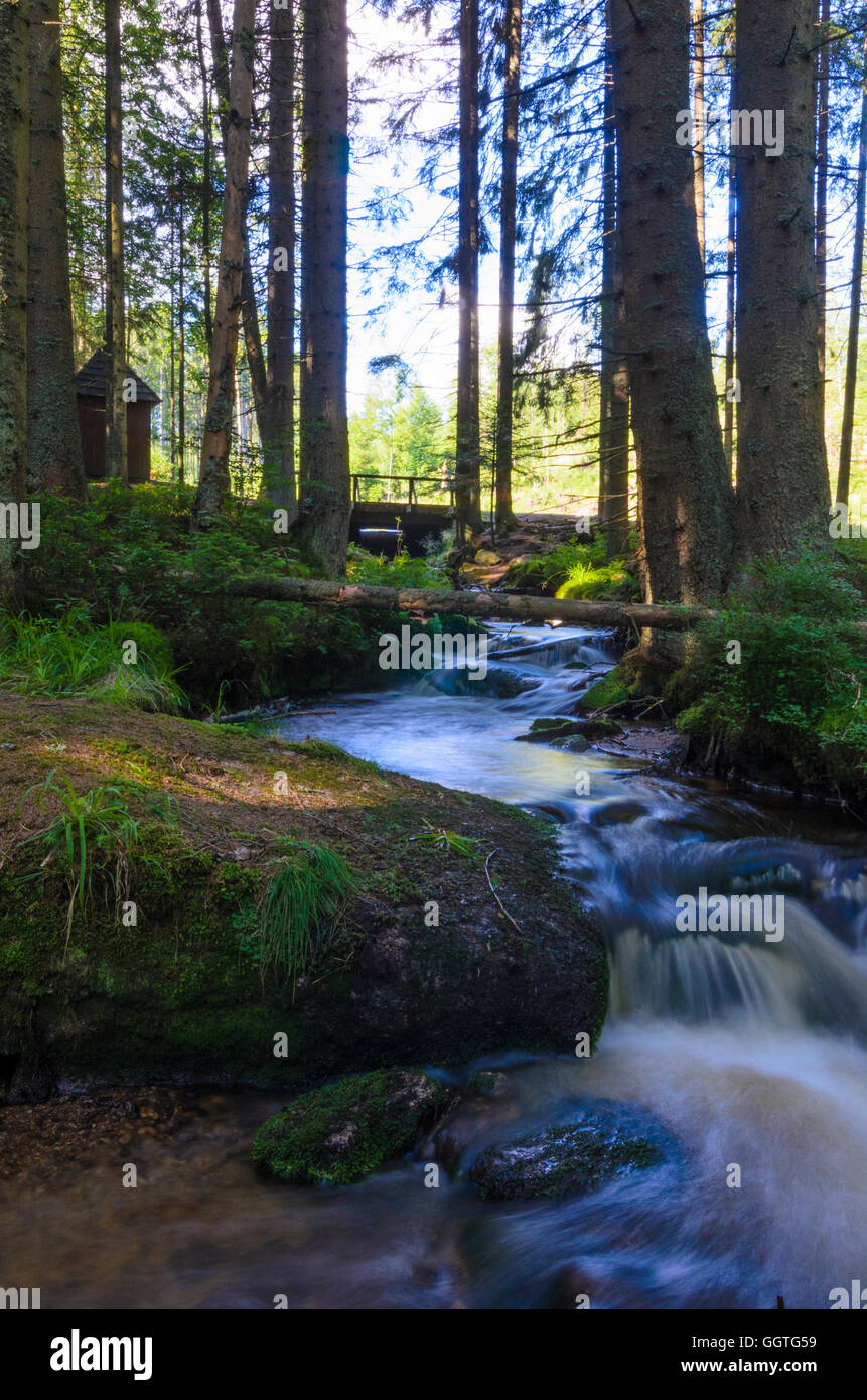 Le Parc National de Šumava (Böhmerwald) : stream, tchèque, Jihocesky, Fethiye, La Bohême du Sud, Banque D'Images