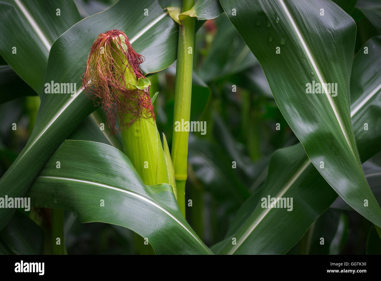 Gros plan du maïs Zea mays et de rafles de tige avec un motif de feuilles en face d'un champ de blé après la pluie Banque D'Images