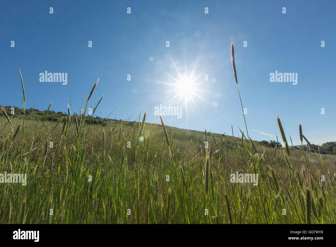 L'herbe haute sur la colline Banque D'Images