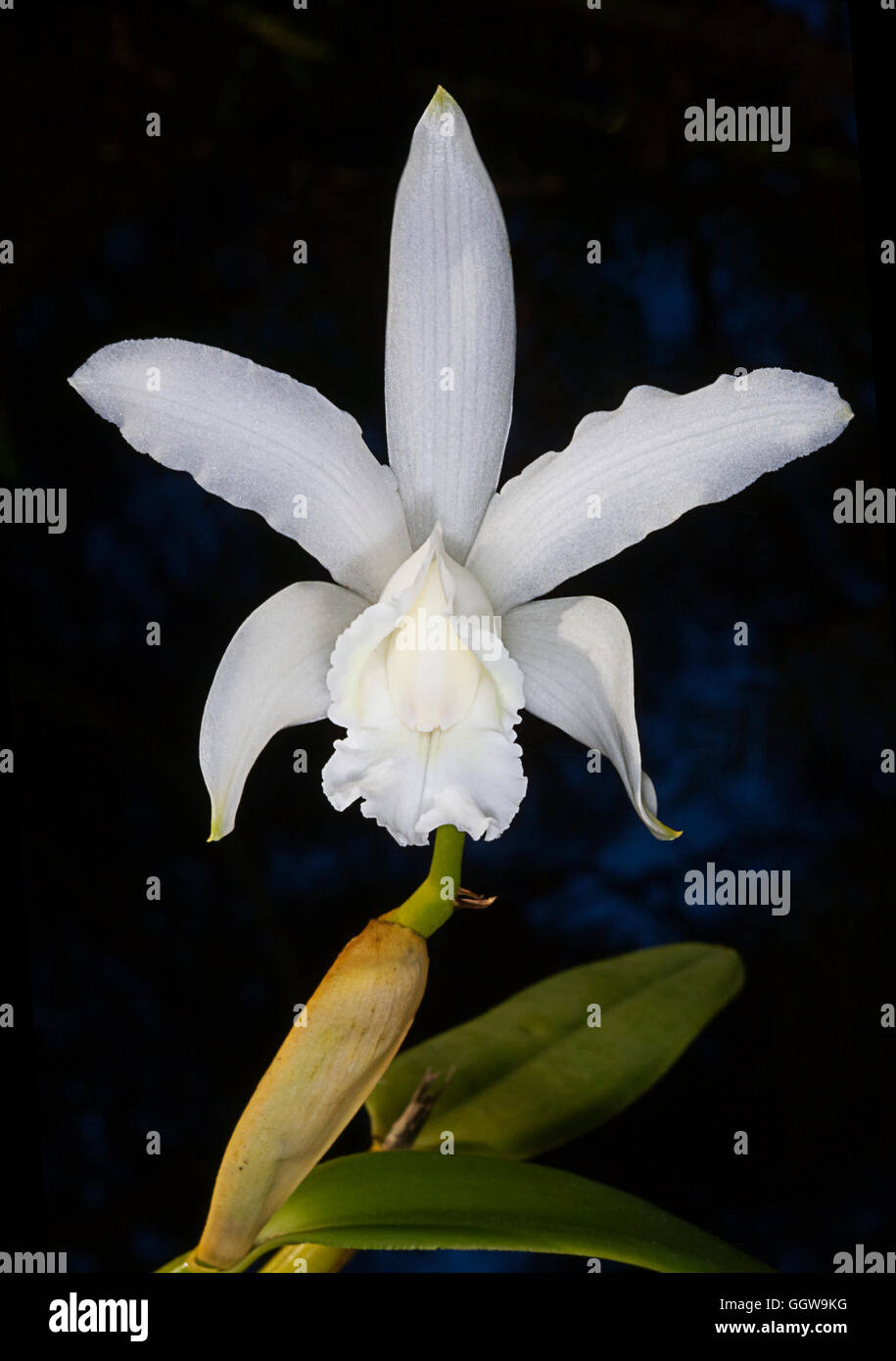 Cattleya blanc Banque de photographies et d'images à haute résolution -  Alamy