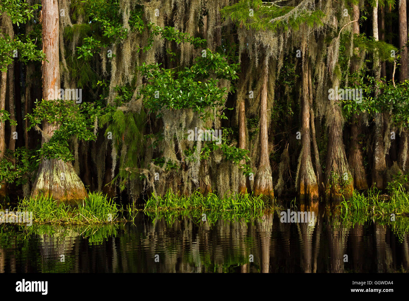 Le cyprès chauve des arbres dans le marécage OKEFENOKEE National Wildlife Refuge le long de la rivière Suwannee - Floride Banque D'Images
