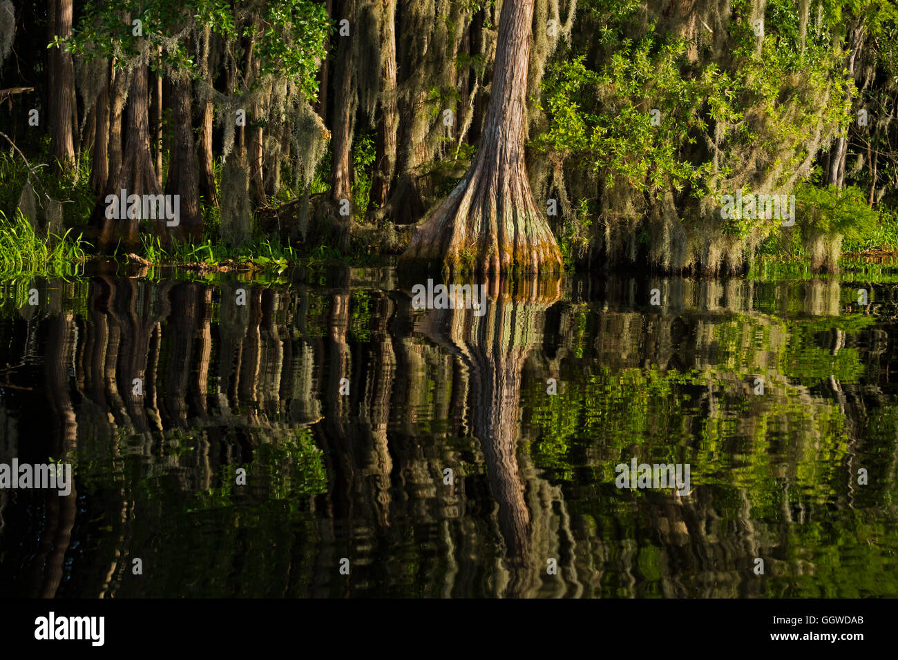 Le cyprès chauve des arbres dans le marécage OKEFENOKEE National Wildlife Refuge le long de la rivière Suwannee - Floride Banque D'Images