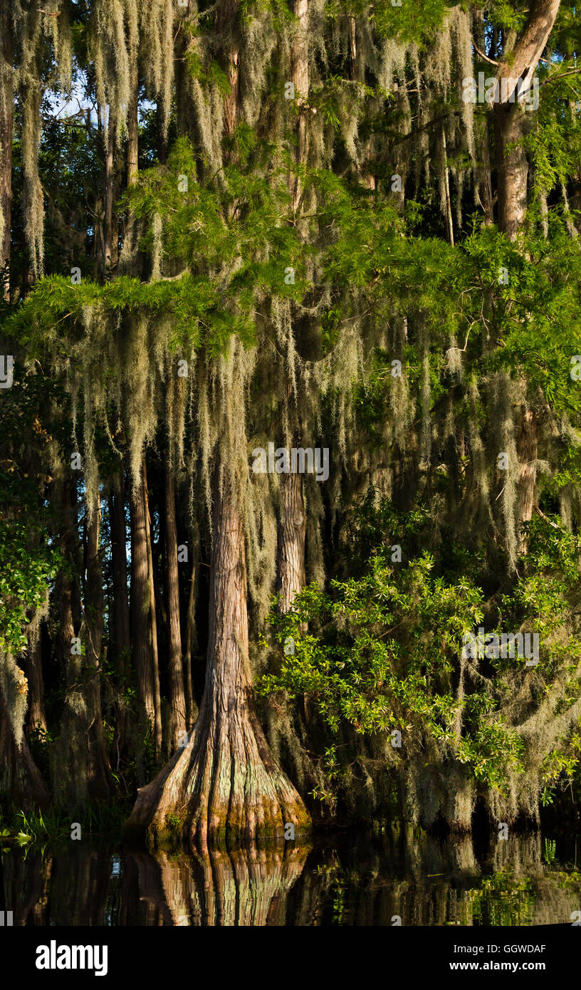 Le cyprès chauve des arbres dans le marécage OKEFENOKEE National Wildlife Refuge le long de la rivière Suwannee - Floride Banque D'Images