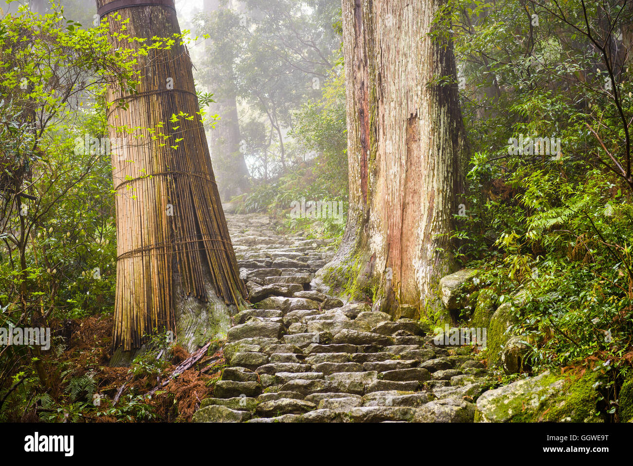 Le Kumano Kodo Trail, un sentier sacré de Nachi, Wakayama, Japon. Banque D'Images