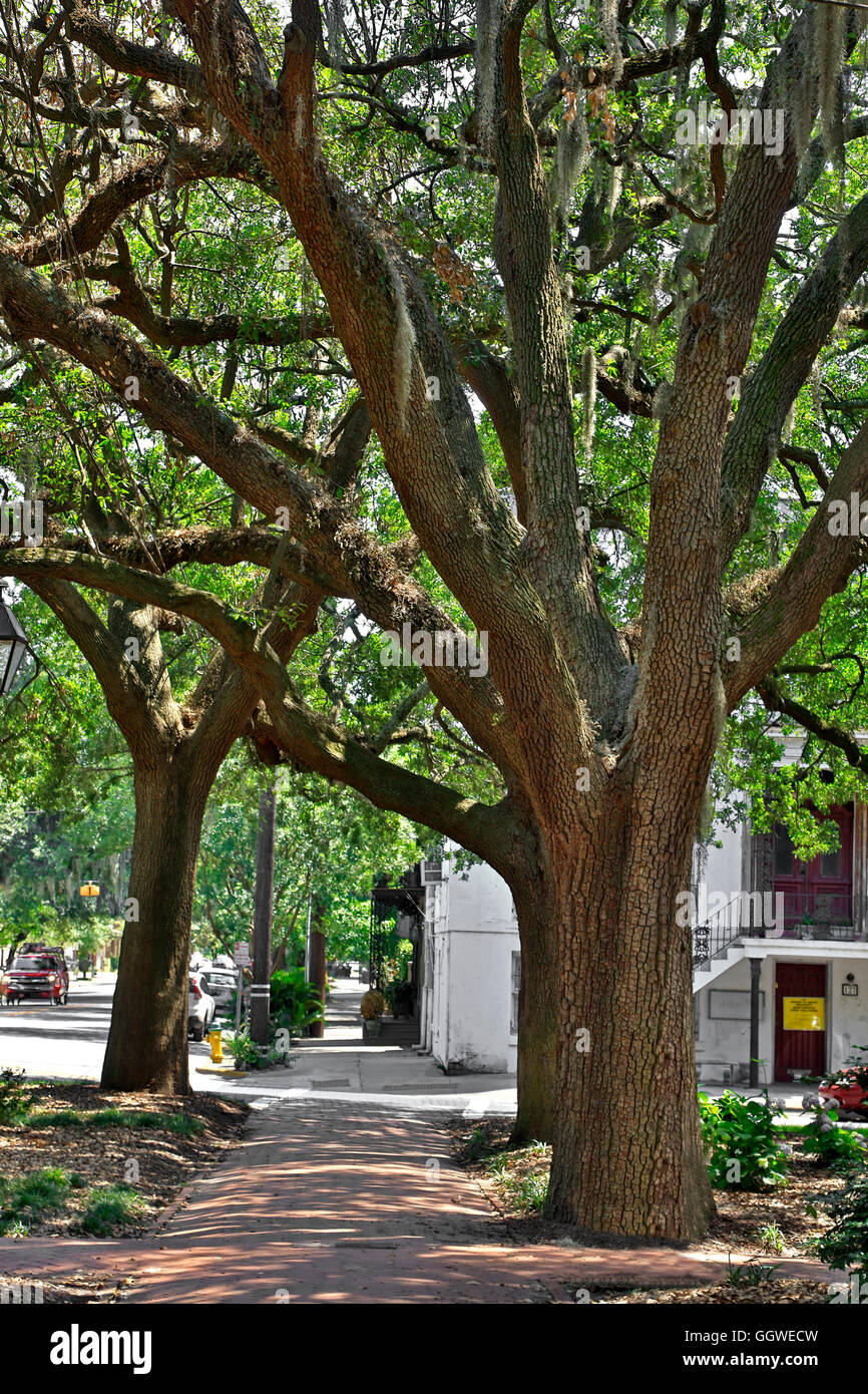 Les lignes d'arbres dans la section historique de la rue de la Géorgie de la savane Banque D'Images