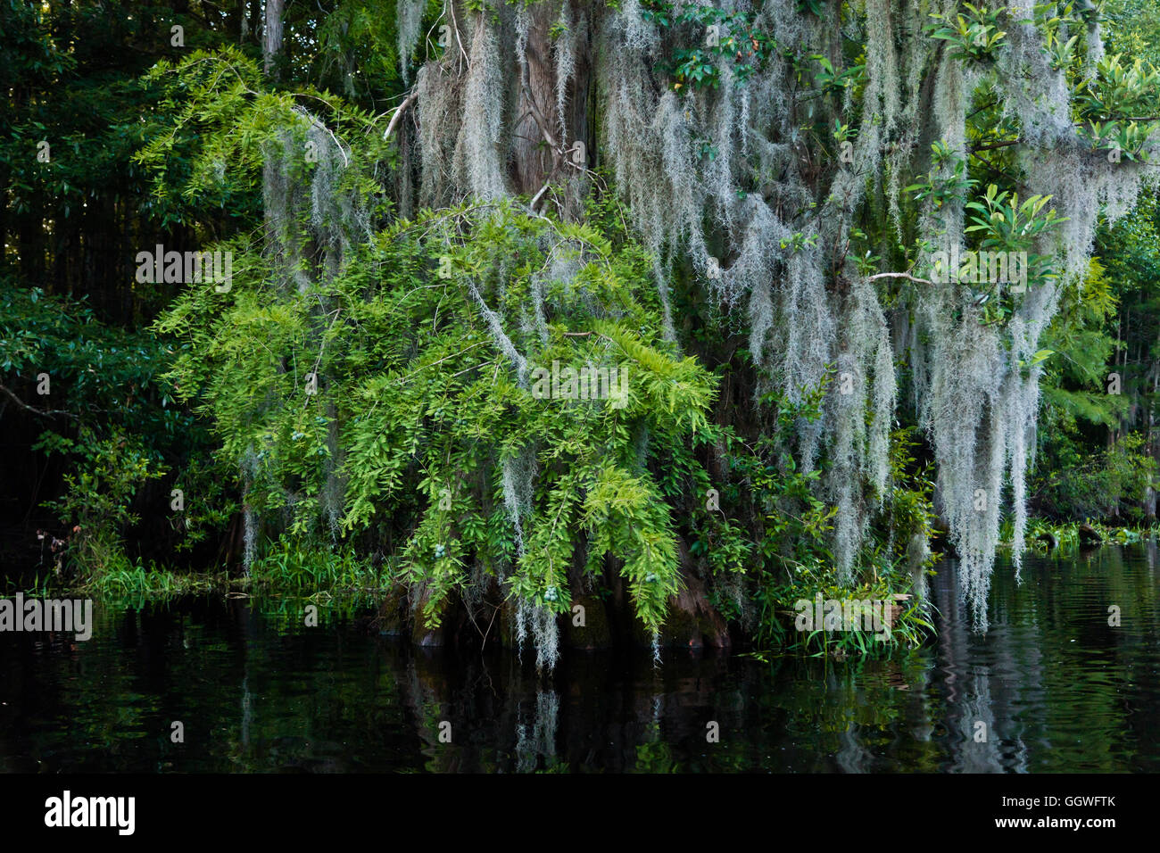 Le Marécage OKEFENOKEE National Wildlife Refuge peut être exploré par ses voies navigables - Floride Banque D'Images
