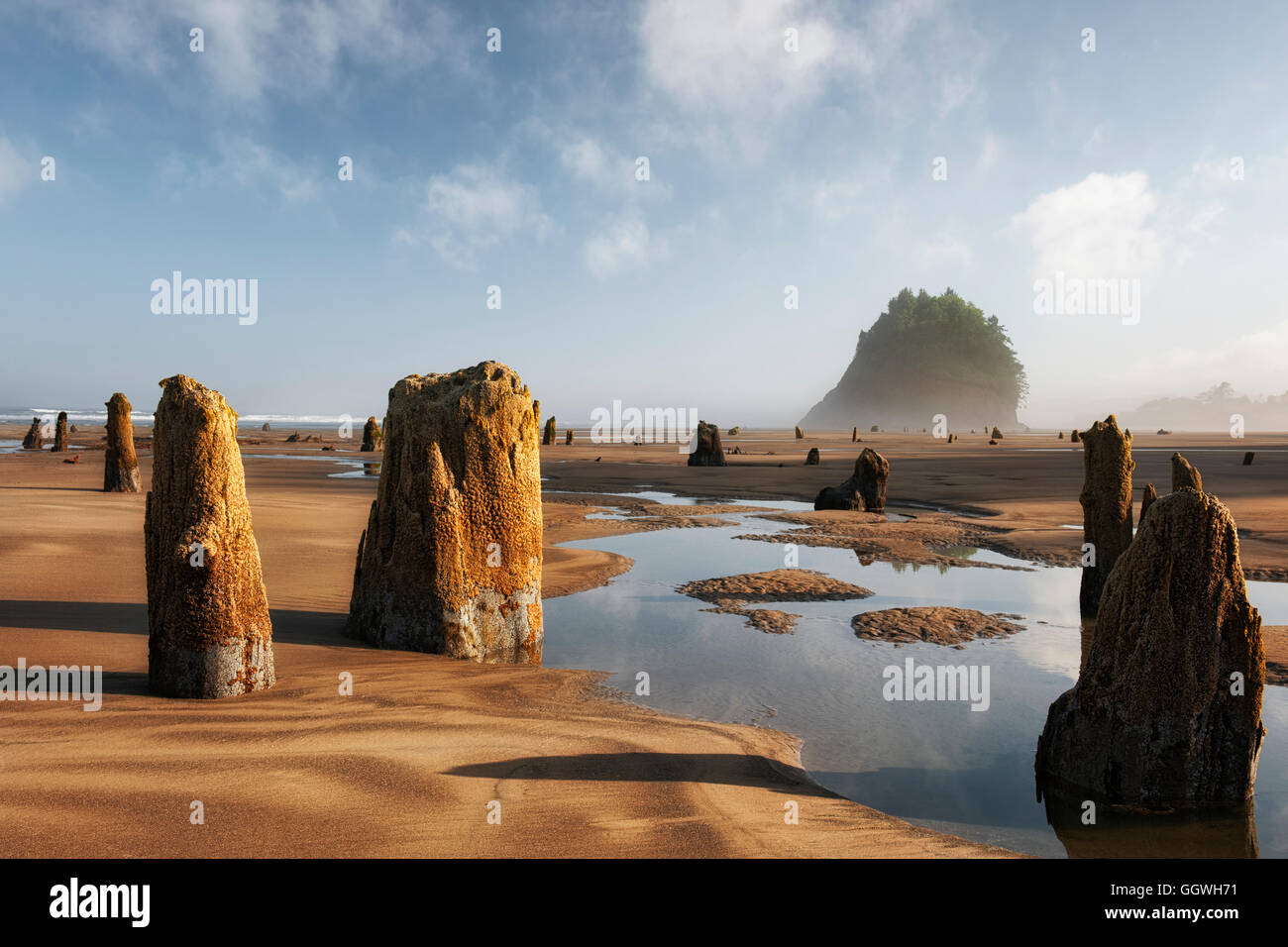 Matin de soleil off le brouillard et un signe moins à marée basse révèle la forêt des fantômes et de la proposition à l'Oregon's Rock Neskowin Beach. Banque D'Images