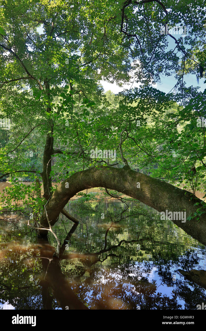 CONGAREE NATIONAL PARK est connue pour son environnement naturel intact - SUD, CAROLINA Banque D'Images