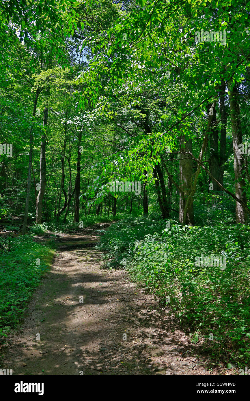 Route de campagne et le Virginia woods près de Roanoke Banque D'Images