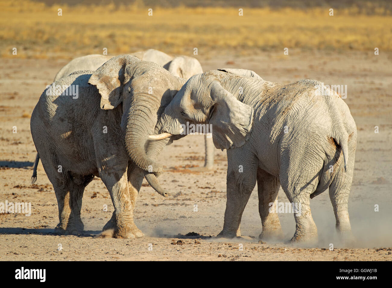 L'éléphant africain (Loxodonta africana) combats de taureaux, Etosha National Park, Namibie Banque D'Images