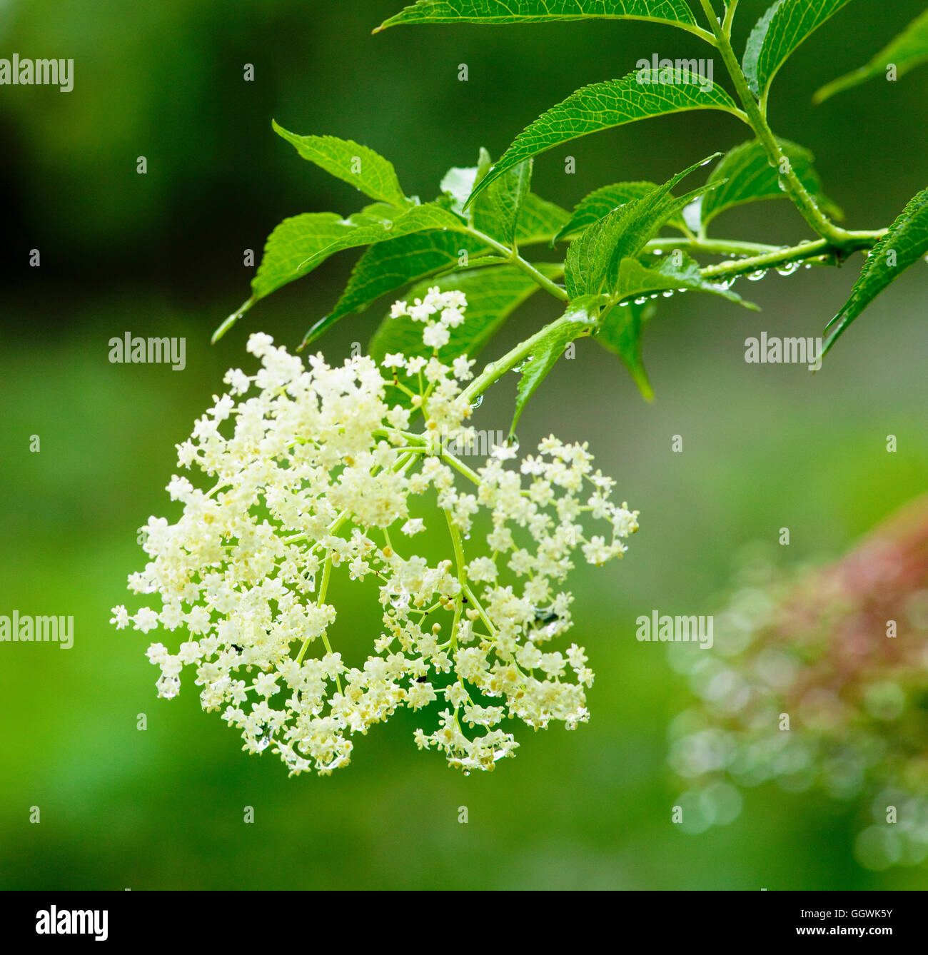 Les gouttelettes d'eau sur l'usine après la pluie dans le jardin Banque D'Images