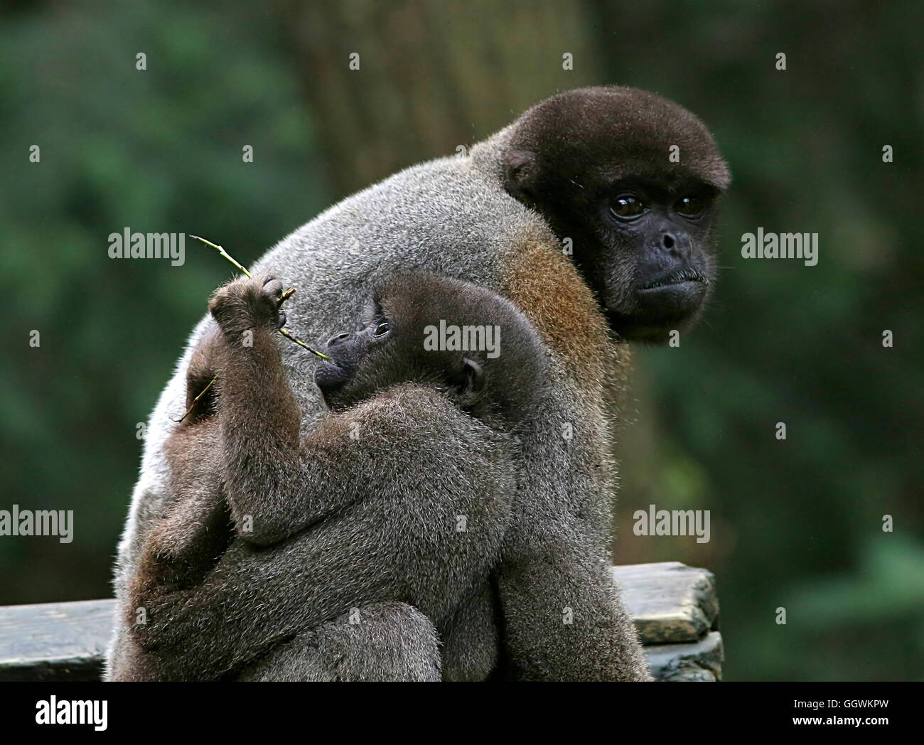 L'Amérique du Sud ou brun mère de Humboldt (Lagothrix lagotricha singe laineux) avec un enfant accroché à son Banque D'Images