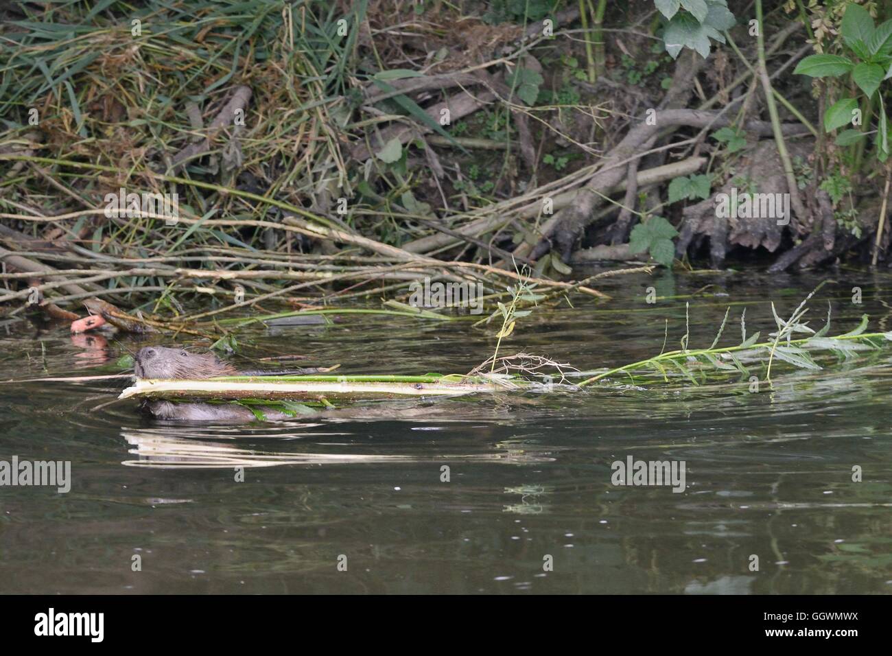 Le castor d'Eurasie (Castor fiber) mère faisant glisser un saule arbrisseau elle a coupé pour ses petits à l'alimentation sur, la loutre de rivière, Devon, UK Banque D'Images