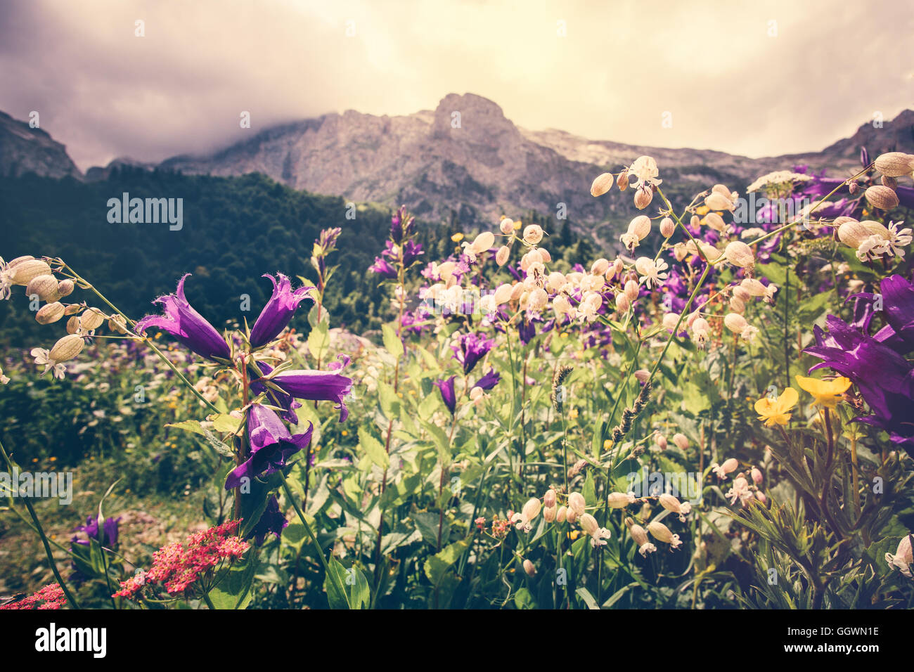 Des fleurs en vallée avec des Montagnes rocheuses Fisht été Voyage Paysage vue panoramique moody ciel nuageux Banque D'Images