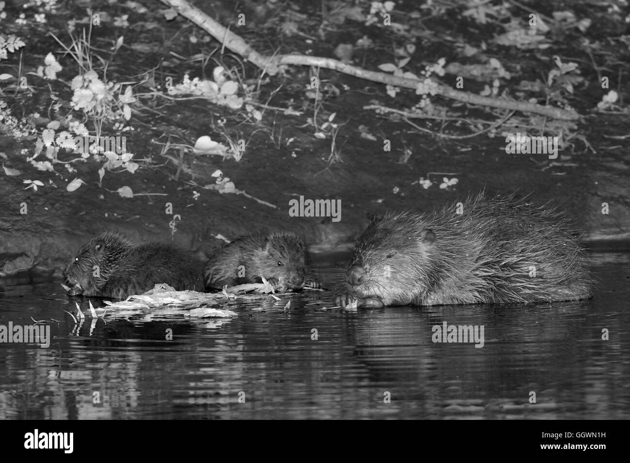 Le castor d'Eurasie (Castor fiber) mère et deux de ses petits se nourrir pendant la nuit sur un saule arbrisseau elle's cut, la loutre de rivière, Devon, UK Banque D'Images