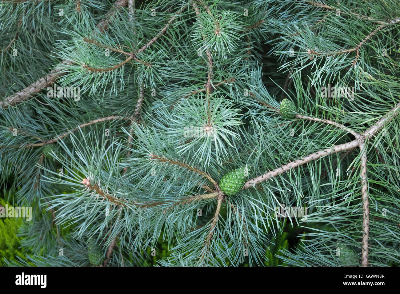 Les jeunes cônes de pin Pinus sylvestris, sur un bleu Chantry, Scotts Pin. Banque D'Images