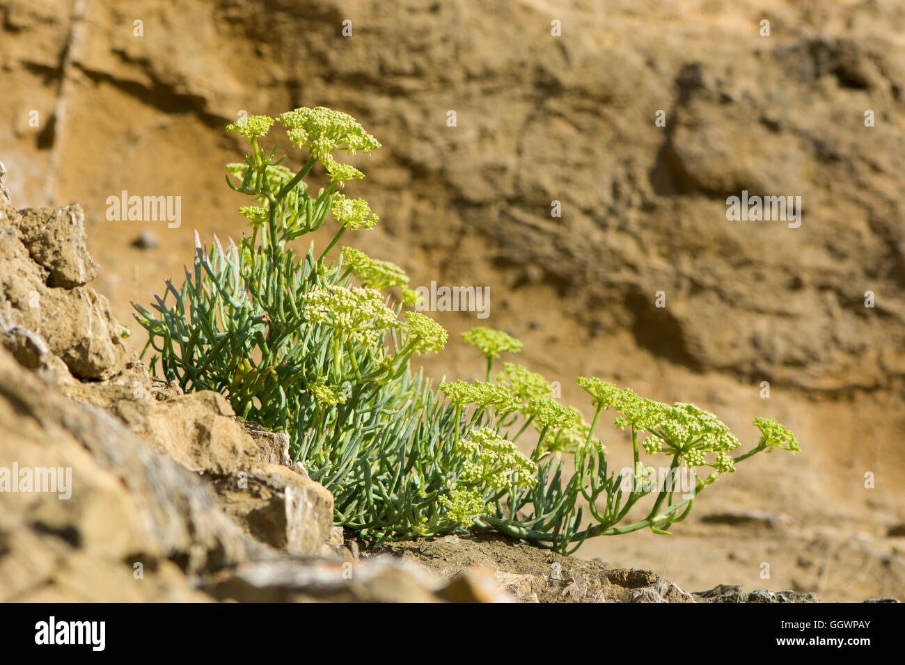 Rock samphire (Crithmum maritimum) plante sur l'autre. Une plante comestible de la famille (Apiaceae), souvent connu sous le nom de fenouil de mer Banque D'Images
