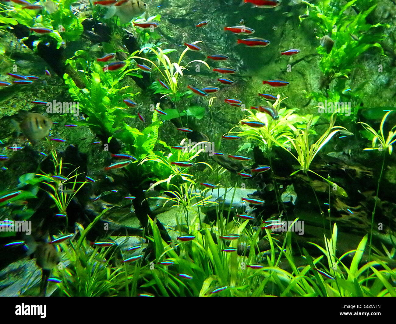 Tétra Néon Poisson Aquarium Deau Douce De La Nature Banque