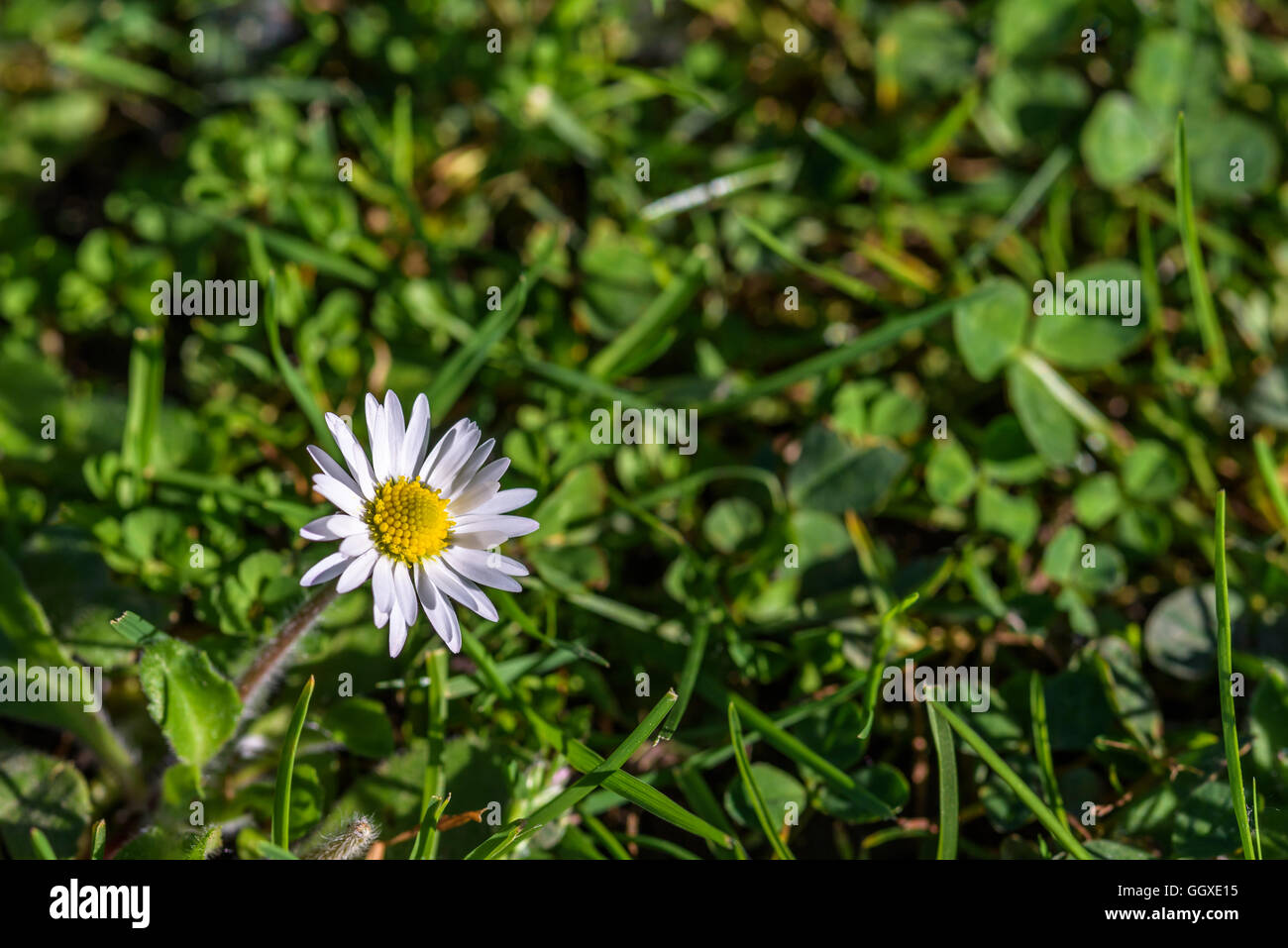 Pelouse avec Daisy Clover et Anglais Banque D'Images