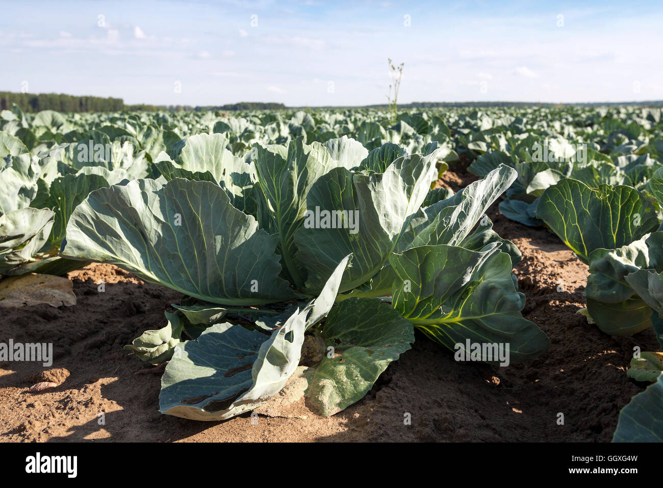 Le chou vert dans un champ Banque D'Images