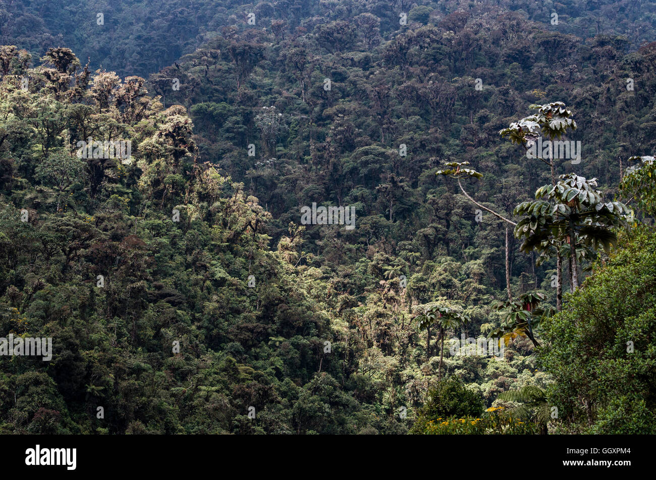 Carpish dans la forêt nuageuse de huanuco, Pérou ministère. Banque D'Images
