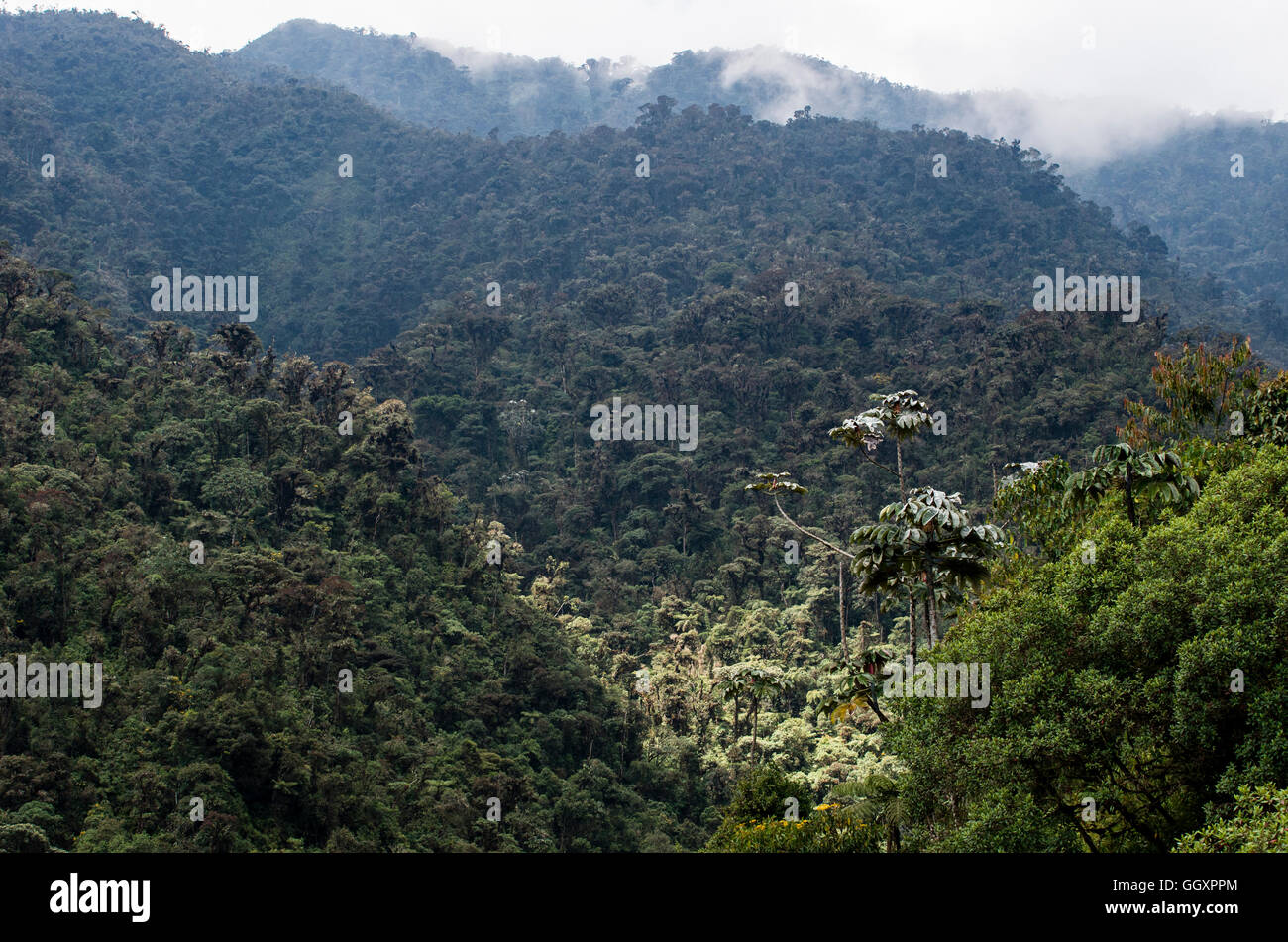 Carpish dans la forêt nuageuse de Huanuco, Pérou ministère. Banque D'Images