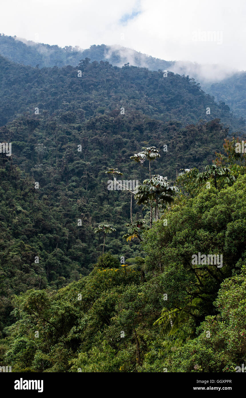 Carpish dans la forêt nuageuse de huanuco, Pérou ministère. Banque D'Images