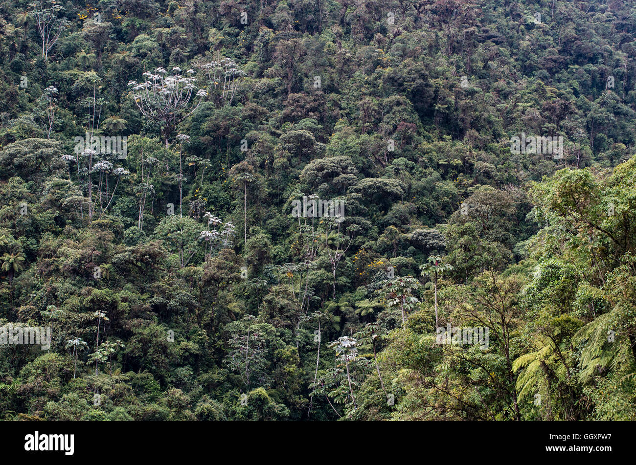 Carpish dans la forêt nuageuse de huanuco, Pérou ministère. Banque D'Images