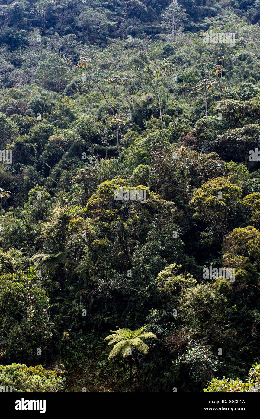 Carpish dans la forêt nuageuse de Huanuco, Pérou ministère. Banque D'Images