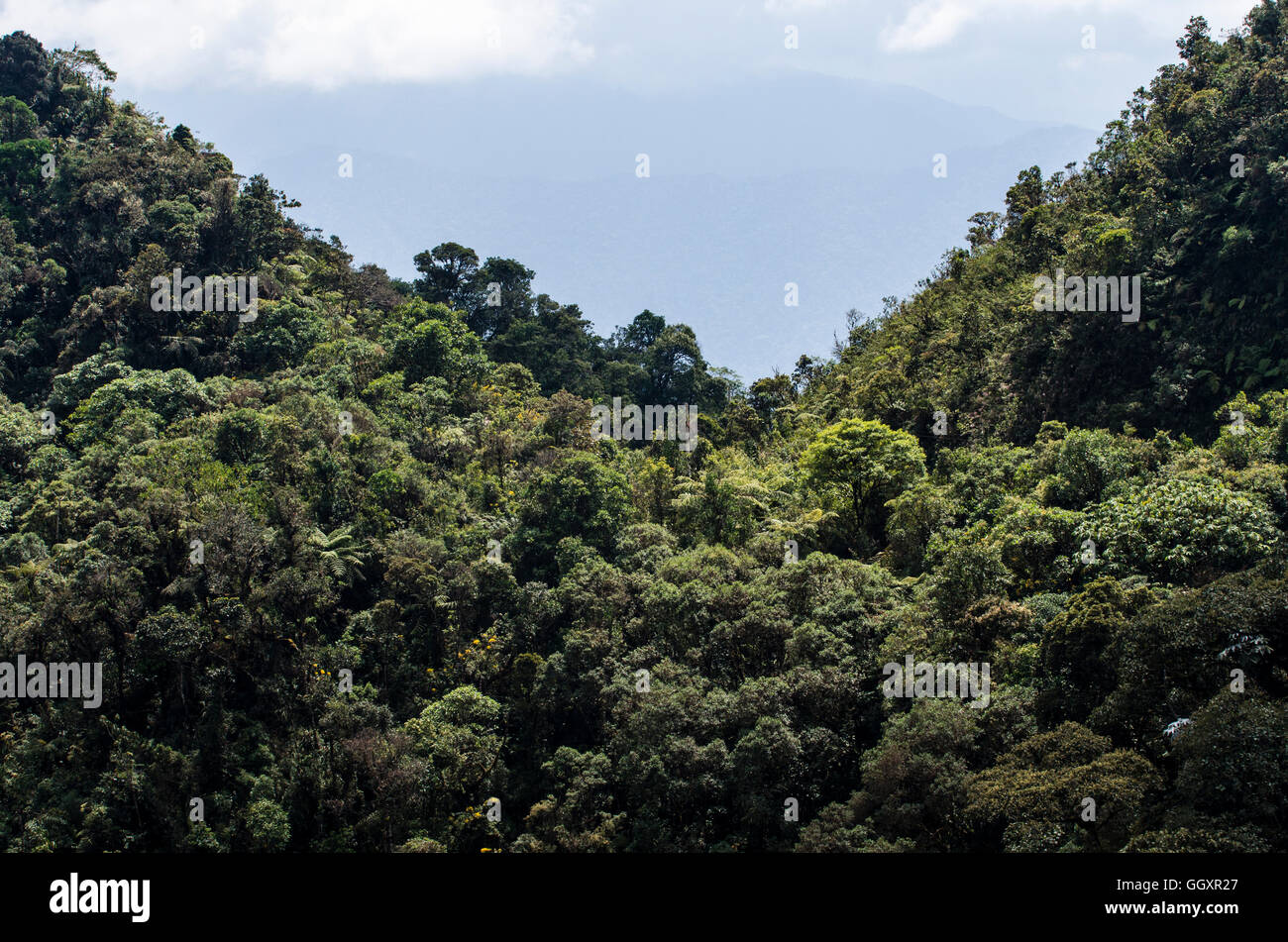 Carpish dans la forêt nuageuse de huanuco, Pérou ministère. Banque D'Images