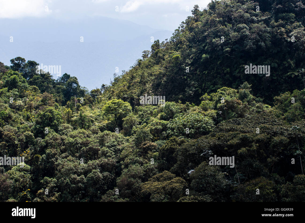 Carpish dans la forêt nuageuse de huanuco, Pérou ministère. Banque D'Images