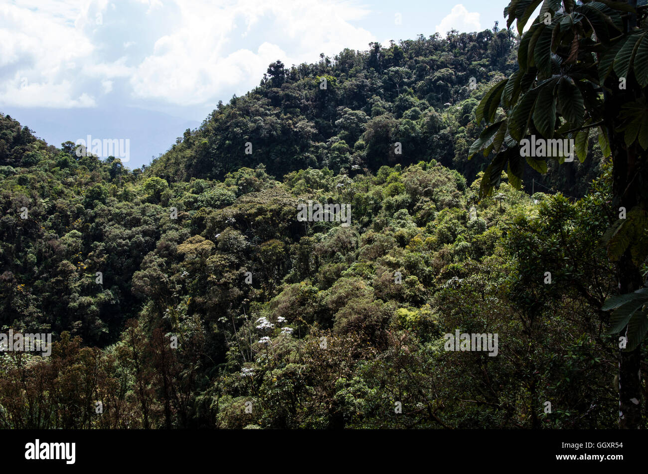 Carpish dans la forêt nuageuse de huanuco, Pérou ministère. Banque D'Images