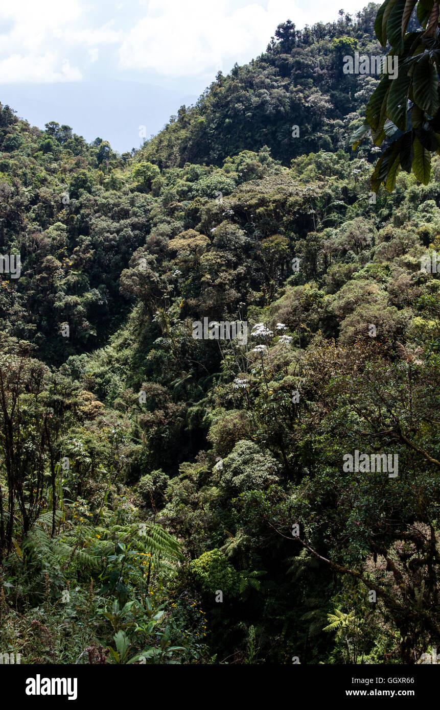 Carpish dans la forêt nuageuse de huanuco, Pérou ministère. Banque D'Images