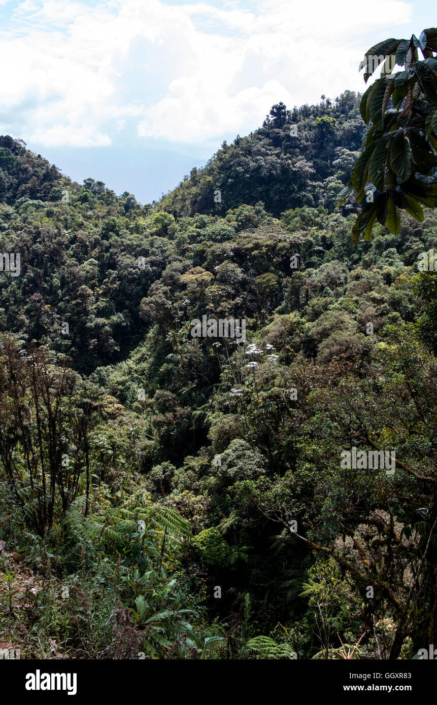 Carpish dans la forêt nuageuse de huanuco, Pérou ministère. Banque D'Images