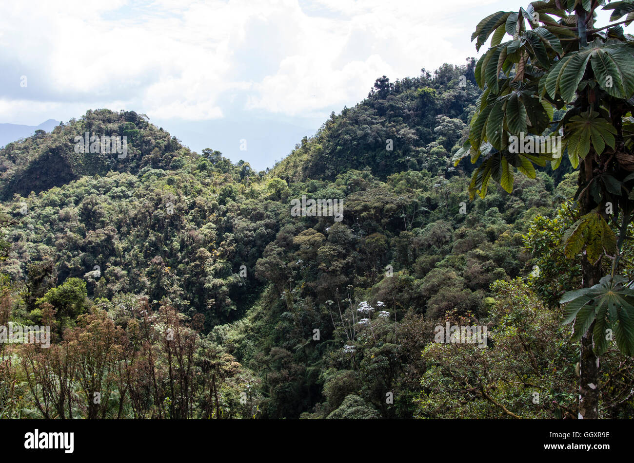 Carpish dans la forêt nuageuse de huanuco, Pérou ministère. Banque D'Images