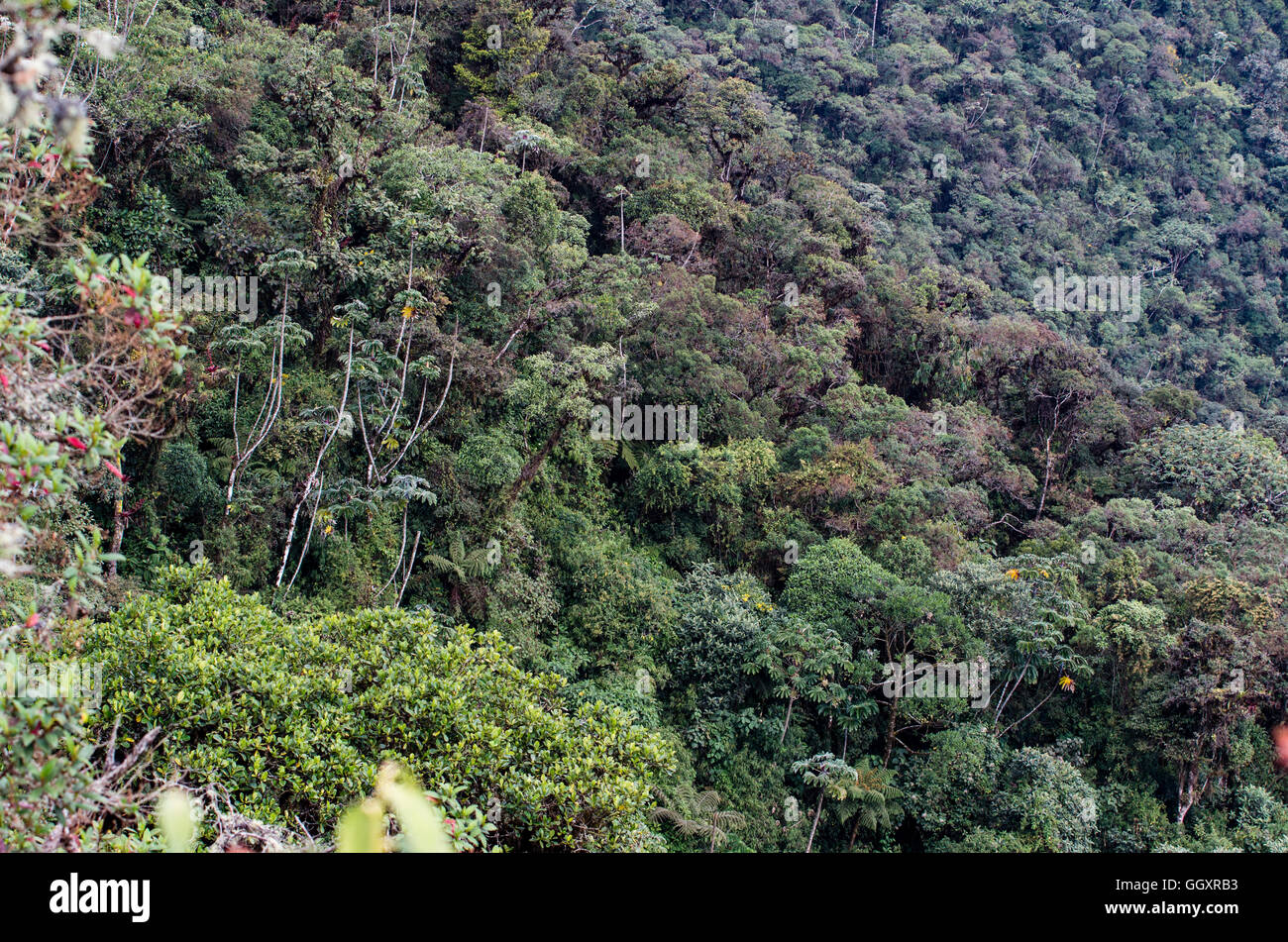 Carpish dans la forêt nuageuse de huanuco, Pérou ministère. Banque D'Images