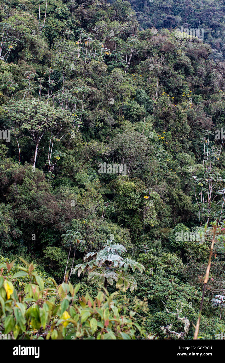 Carpish dans la forêt nuageuse de huanuco, Pérou ministère. Banque D'Images