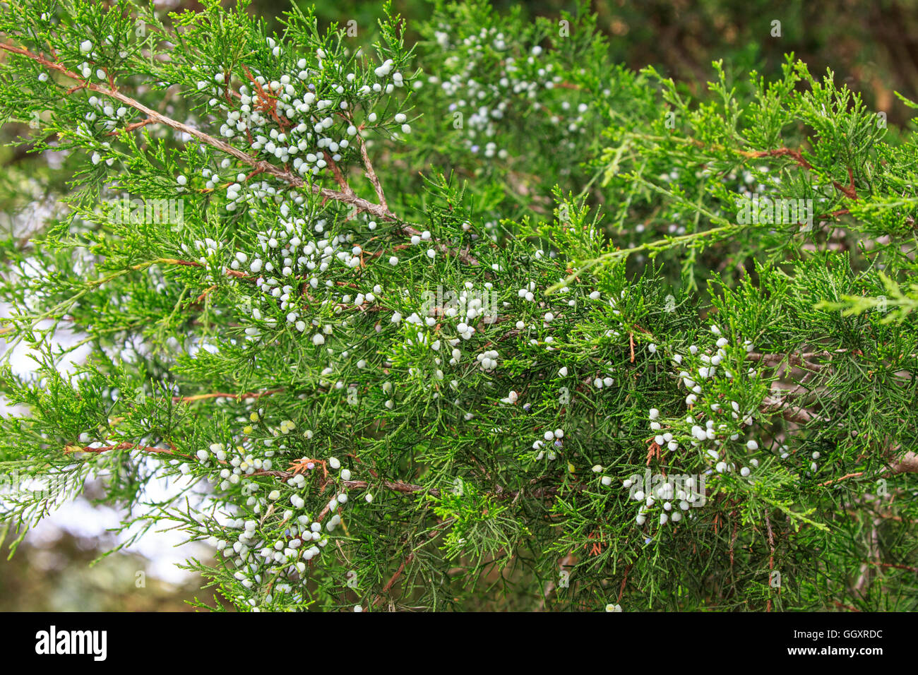 Juniper branches, feuilles et baies. Banque D'Images