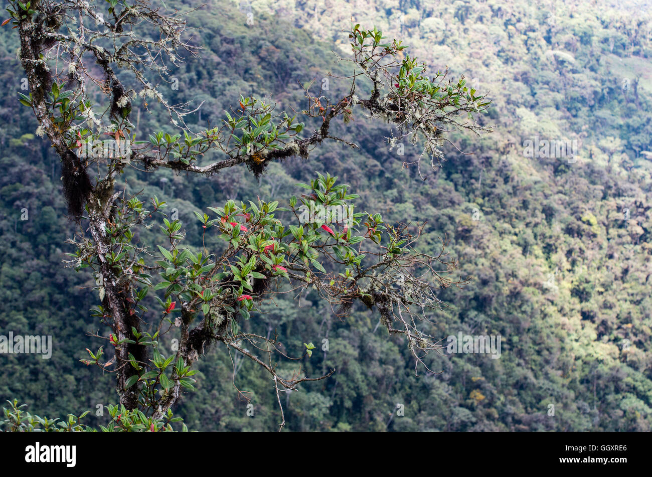 Carpish dans la forêt nuageuse de huanuco, Pérou ministère. Banque D'Images