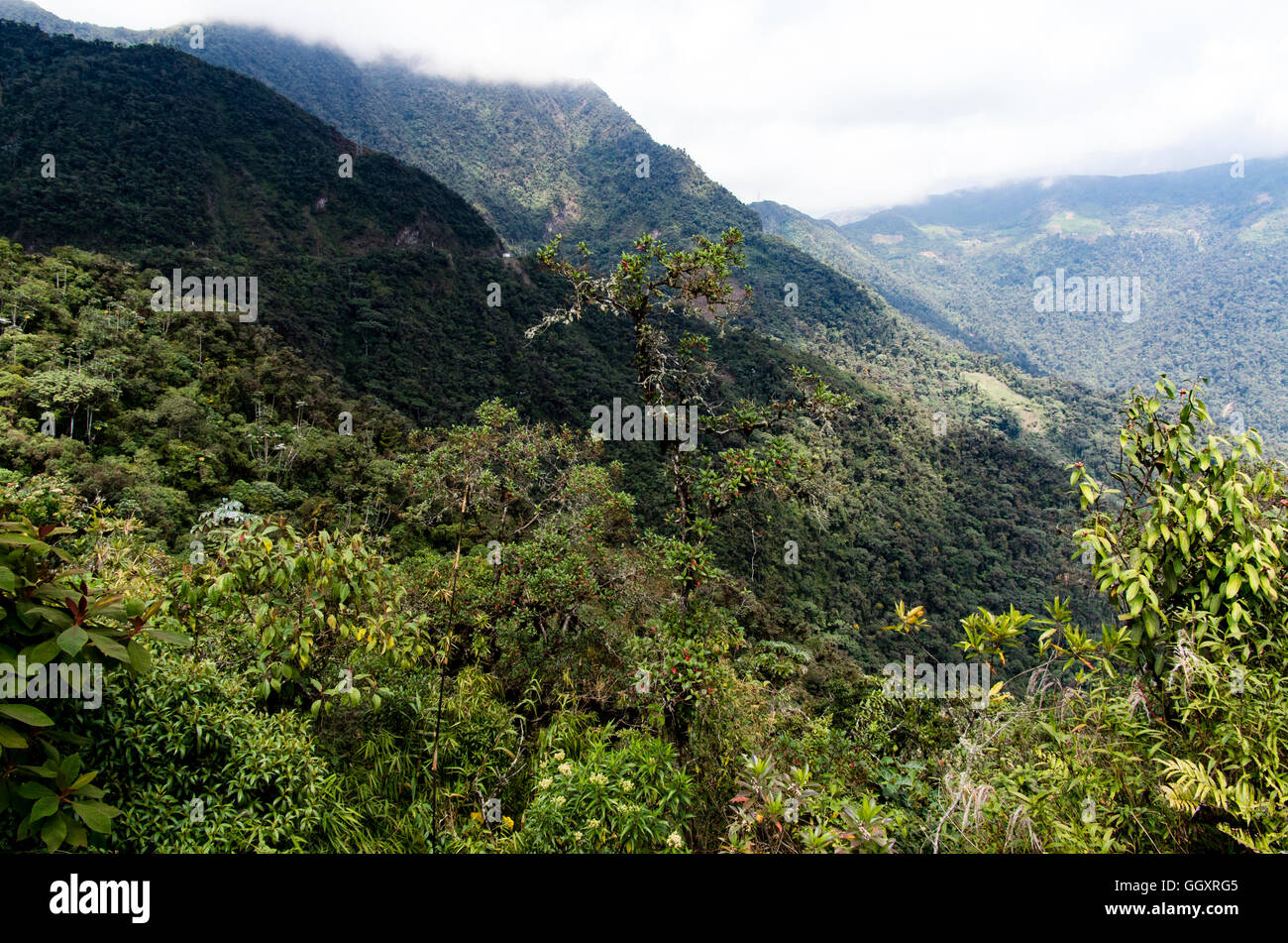 Carpish dans la forêt nuageuse de huanuco, Pérou ministère. Banque D'Images