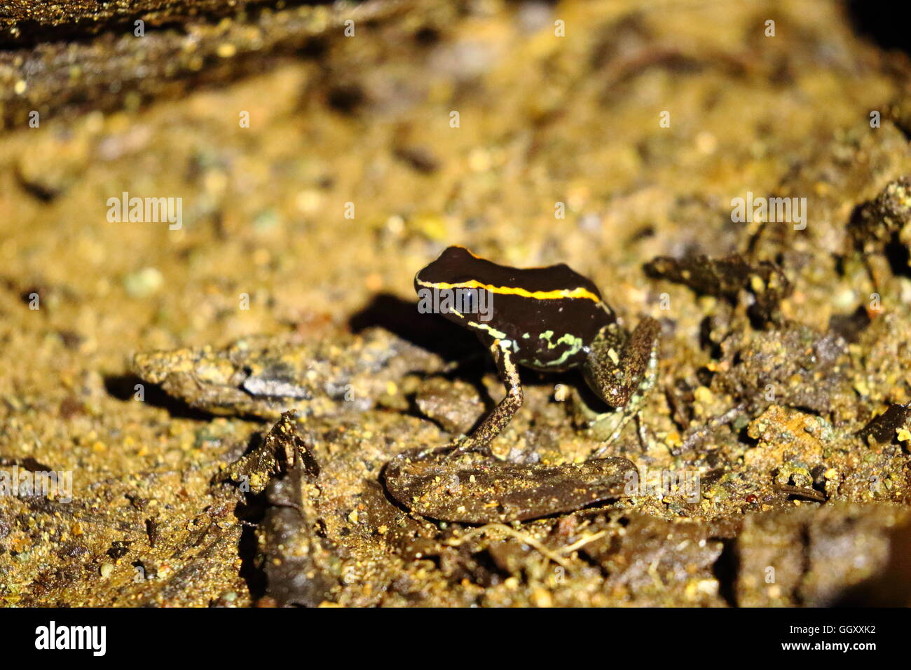 Gulfo Dulce Poison Dart Frog, Phyllobates vittatus. Banque D'Images