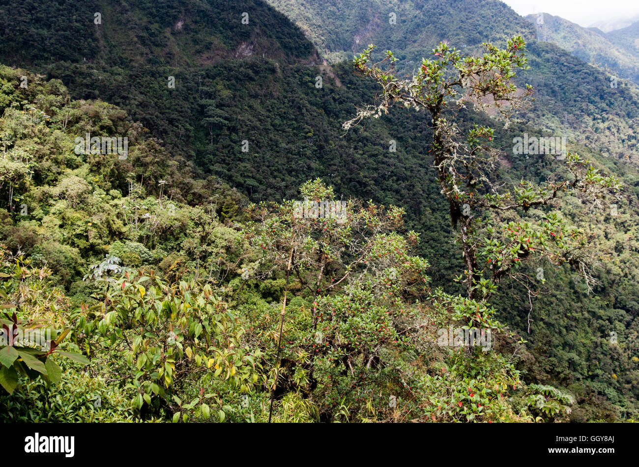 Carpish dans la forêt nuageuse de huanuco, Pérou ministère. Banque D'Images