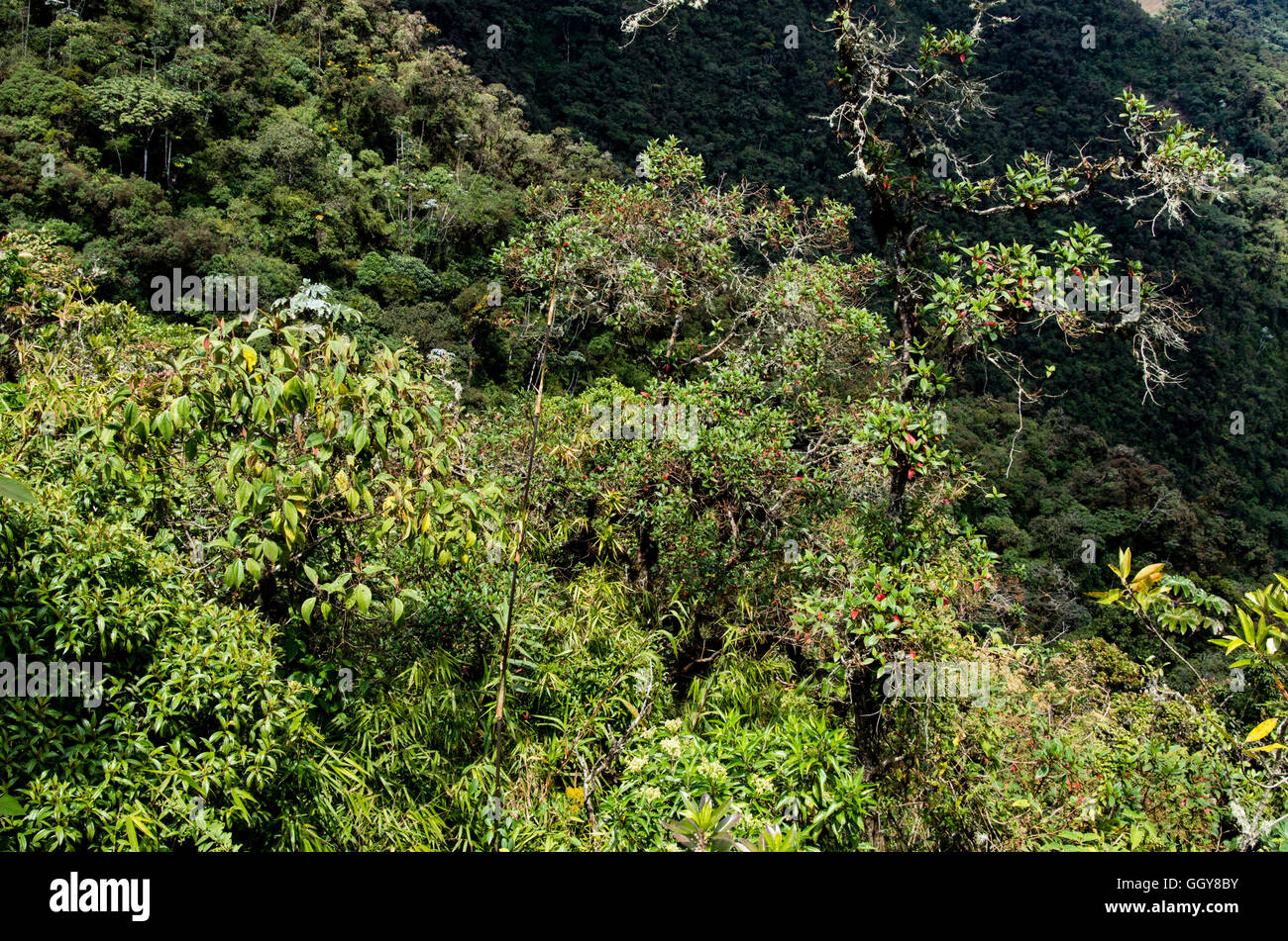 Carpish dans la forêt nuageuse de huanuco, Pérou ministère. Banque D'Images