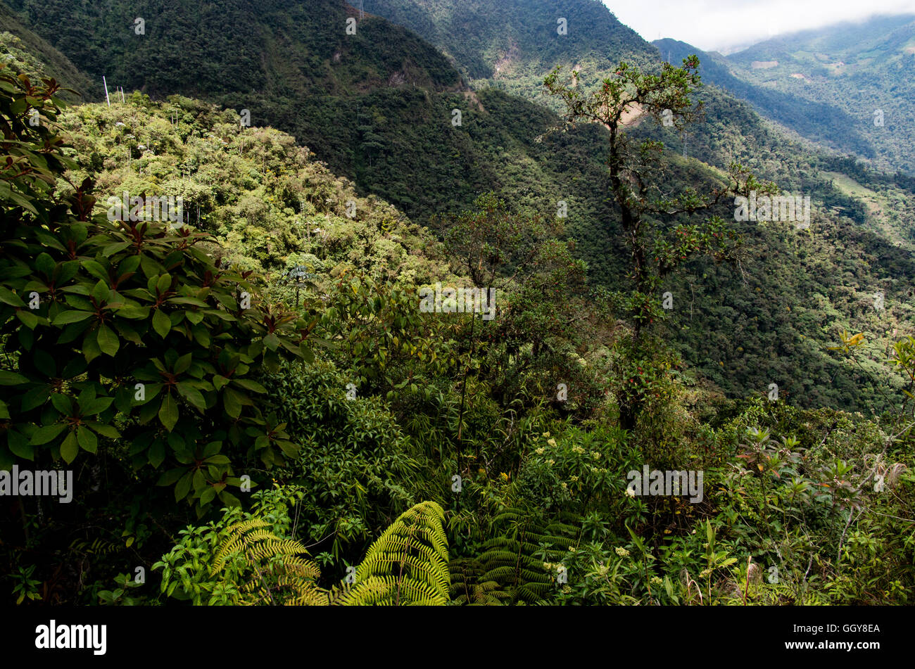 Carpish dans la forêt nuageuse de huanuco, Pérou ministère. Banque D'Images