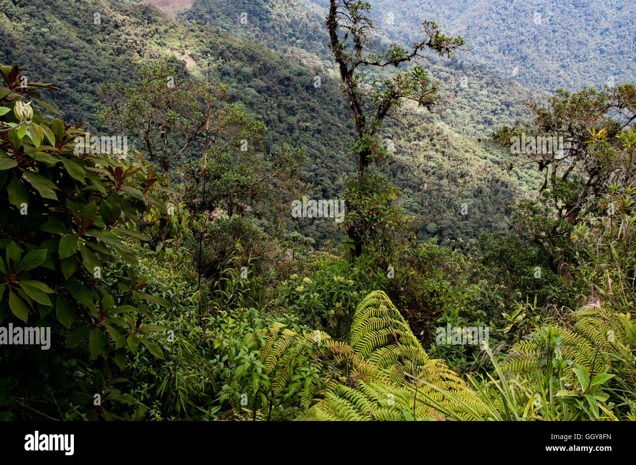 Carpish dans la forêt nuageuse de Huanuco, Pérou ministère. Banque D'Images