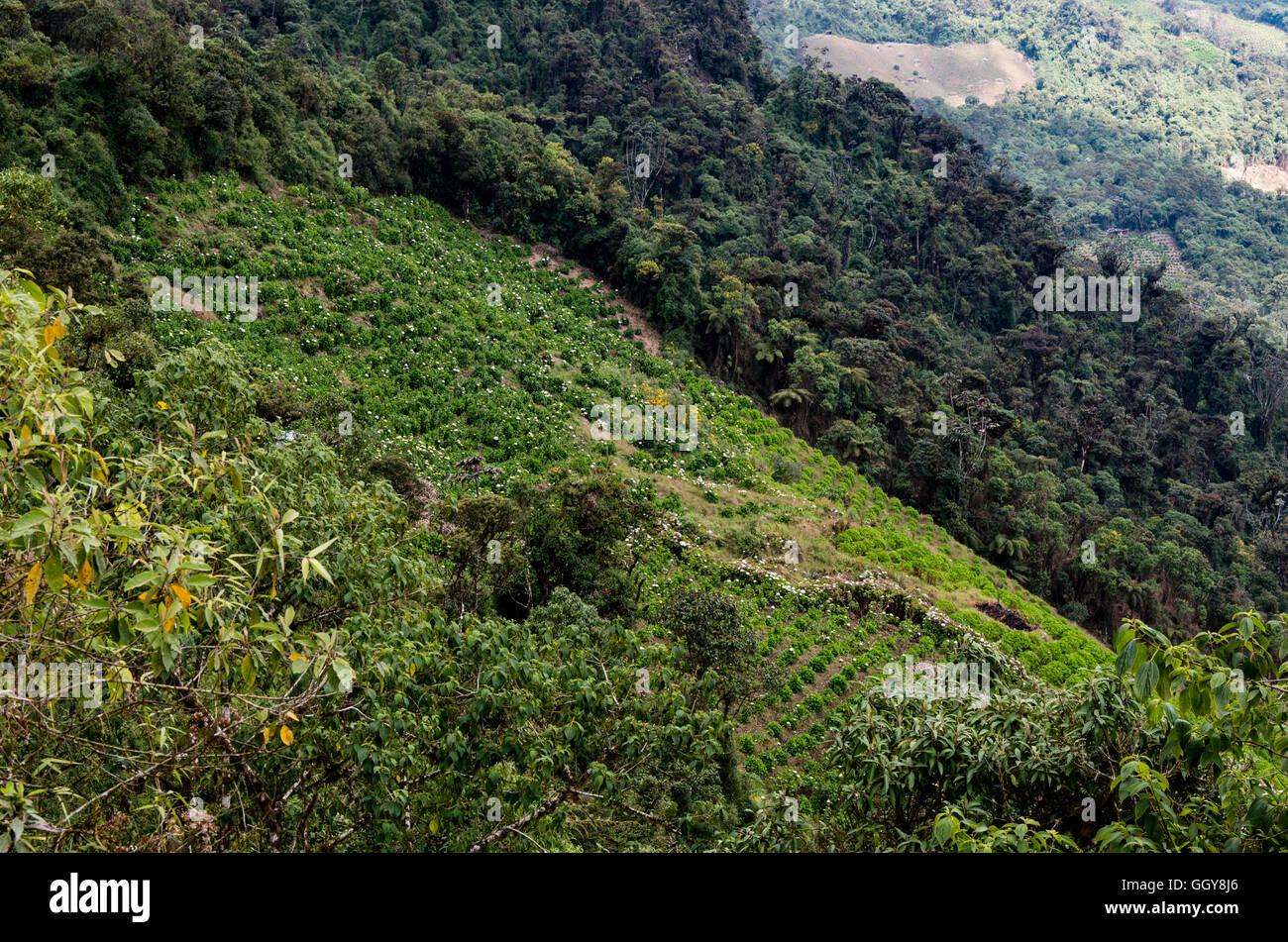 Carpish dans la forêt nuageuse de huanuco, Pérou ministère. Banque D'Images