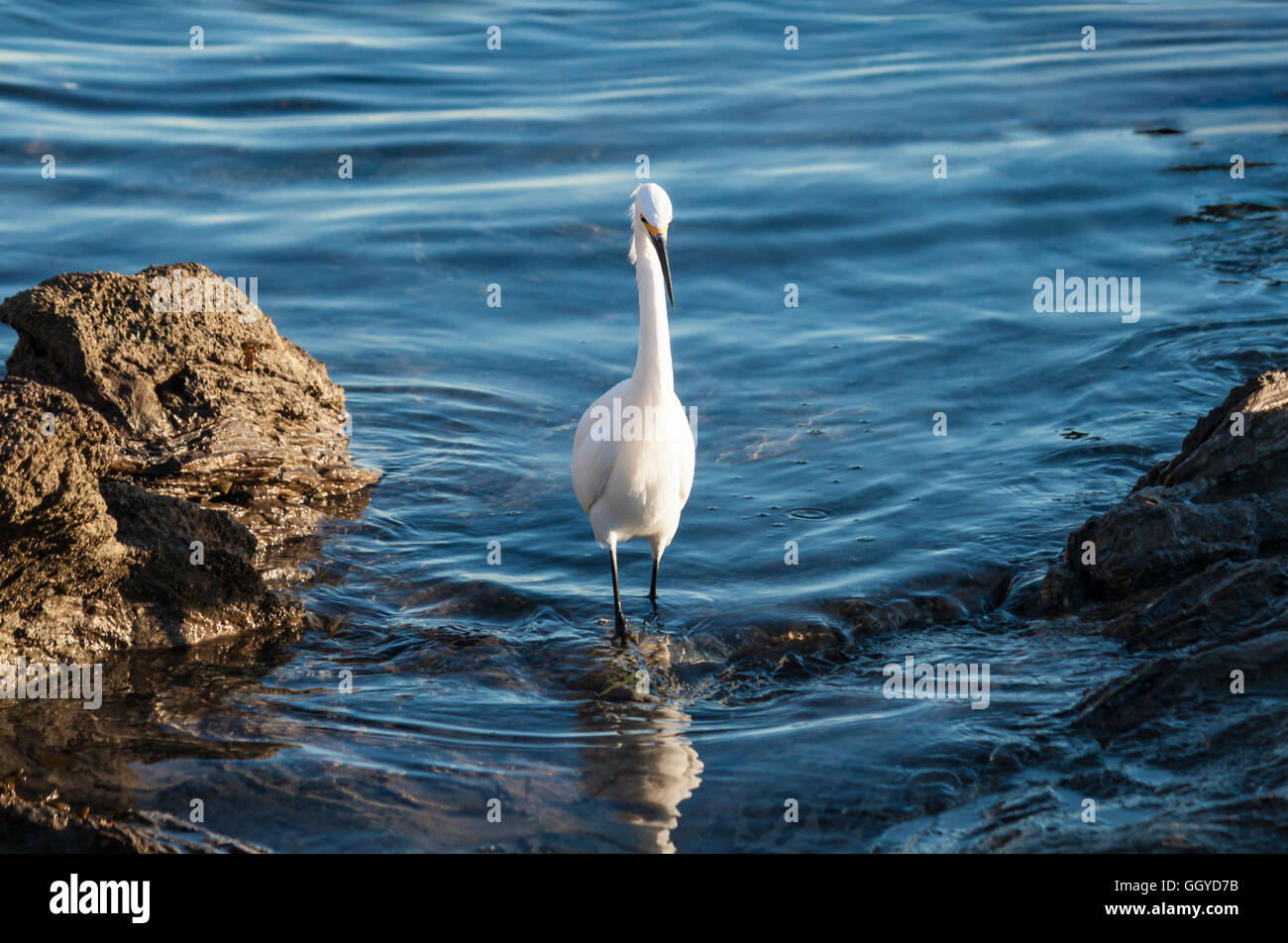 Aigrette neigeuse dans tide extérieure à Corona Del Mar beach à Newport Beach en Californie Banque D'Images Aigrette neigeuse dans tide extérieure à Corona Del Mar beach à Newport Beach en Californie Banque D'Images