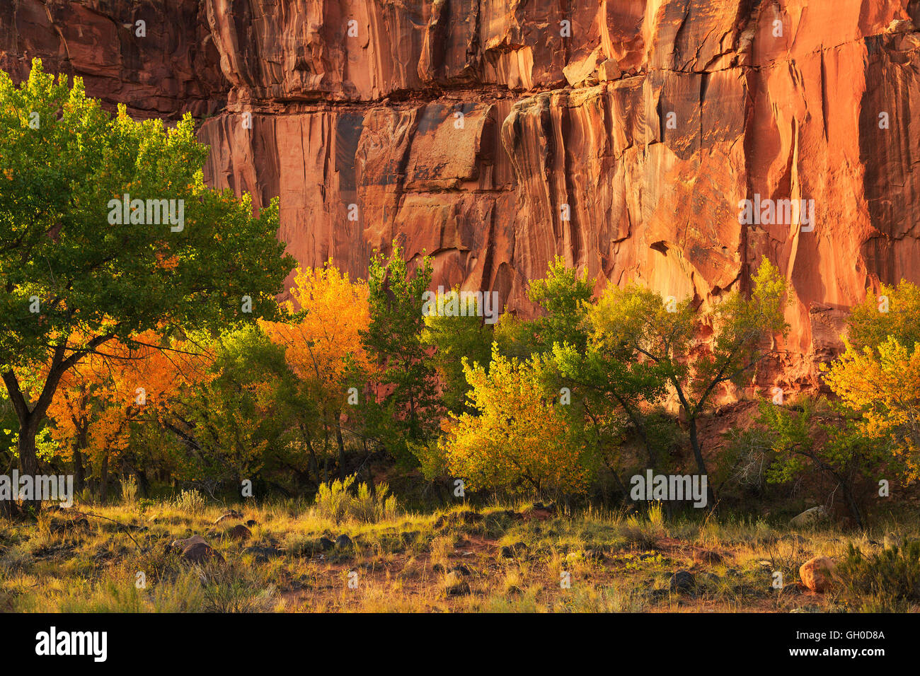 C'est un point de vue de la couleur à l'automne le long des majestueuses falaises de roche rouge de Capitol Reef National Park près de Torrey, Utah. Banque D'Images